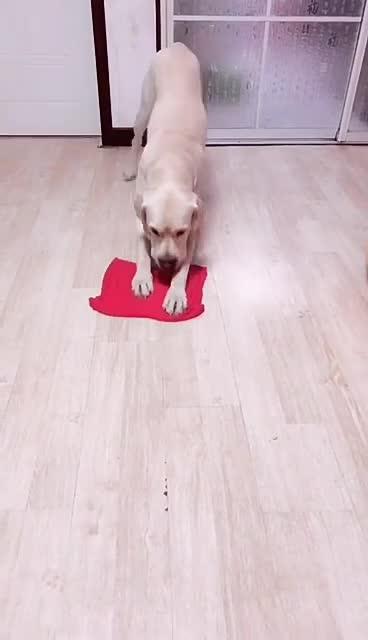 最新狗小視頻，溫馨日常故事